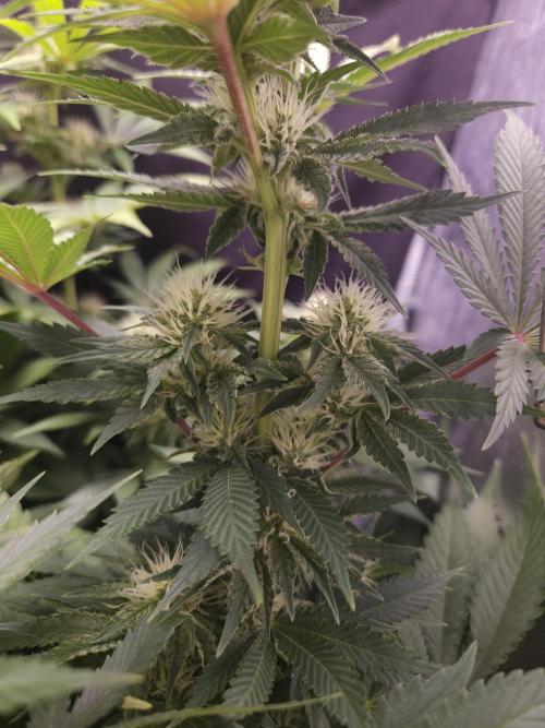 Eternity Grow Cup 2026. Week 9