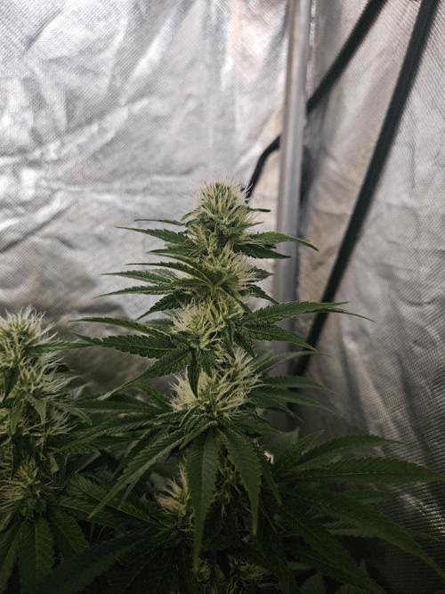 Eternity Grow Cup 2026. Week 9