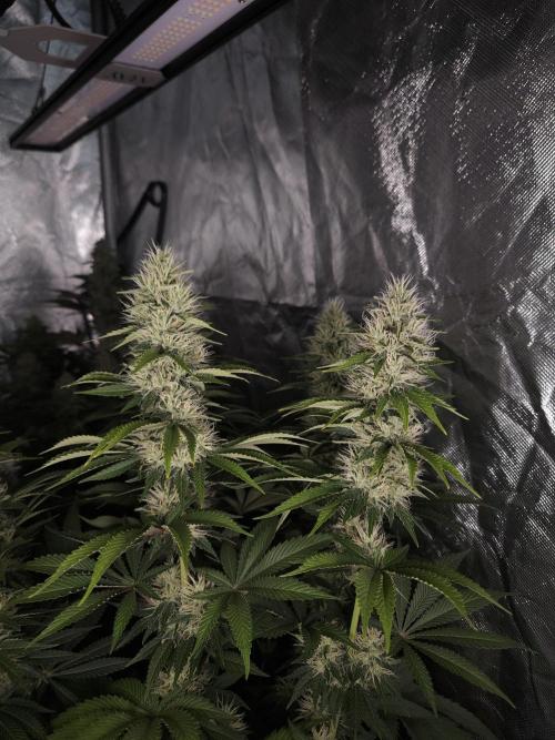 Eternity Grow Cup 2026. Week 10