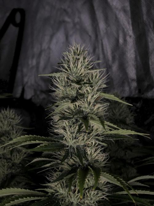 Eternity Grow Cup 2026. Week 10