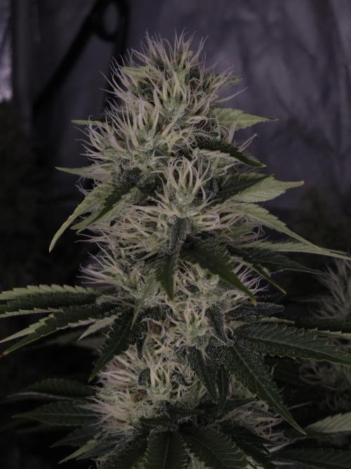 Eternity Grow Cup 2026. Week 10