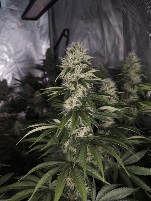 Eternity Grow Cup 2026. Week 10