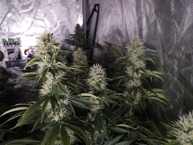 Eternity Grow Cup 2026. Week 10