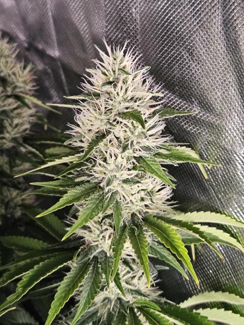 Eternity Grow Cup 2026. Week 10