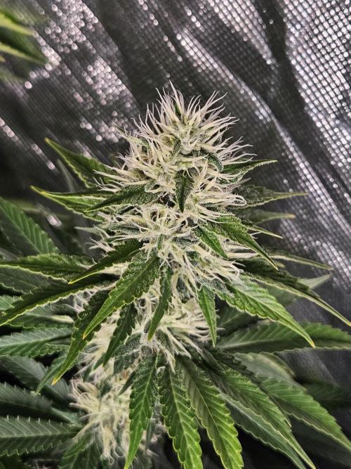 Eternity Grow Cup 2026. Week 10