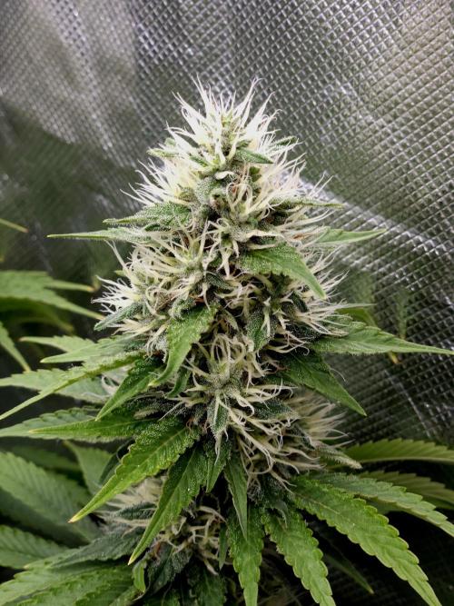 Eternity Grow Cup 2026. Week 10