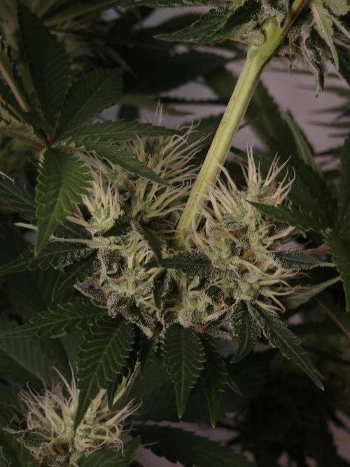 Eternity Grow Cup 2026. Week 10