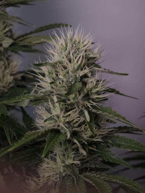 Eternity Grow Cup 2026. Week 10