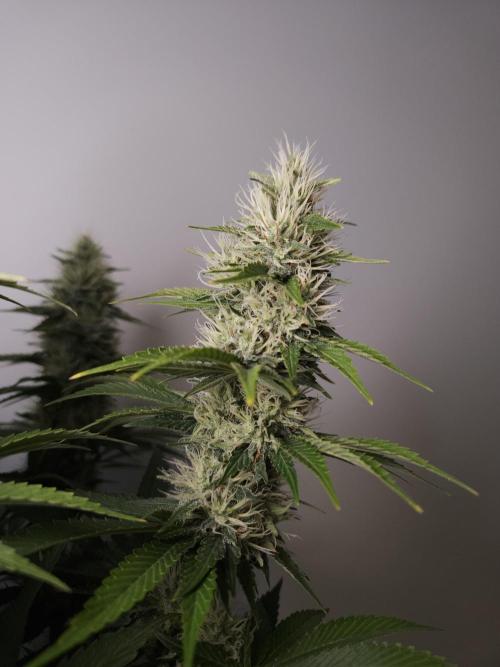 Eternity Grow Cup 2026. Week 10