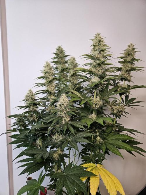 Eternity Grow Cup 2026. Week 10