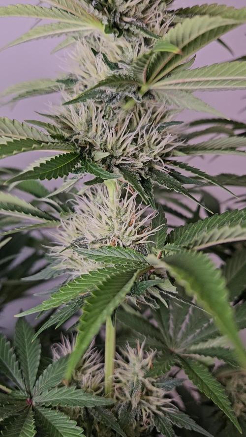 Eternity Grow Cup 2026