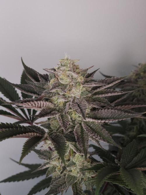Vanilla Frosting. Week 7
