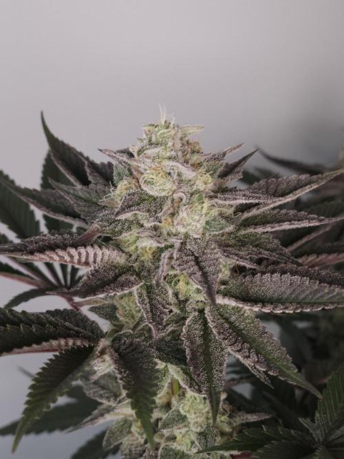Vanilla Frosting. Week 7
