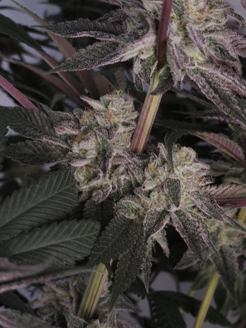 Vanilla Frosting. Week 7