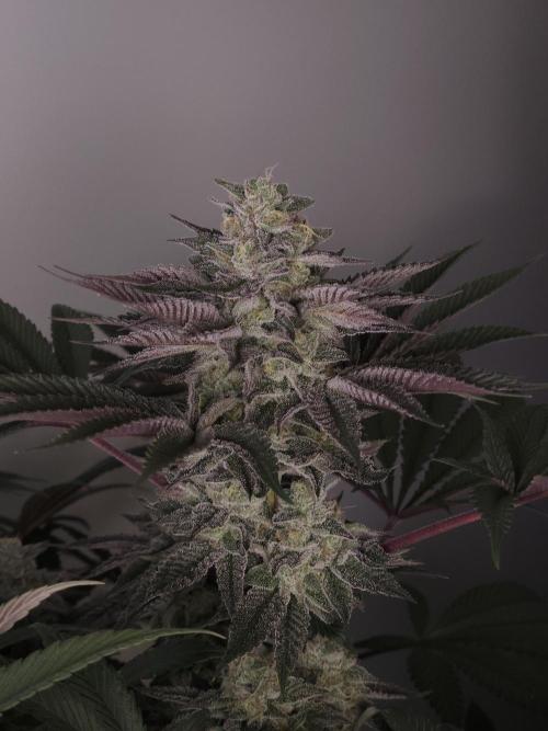 Vanilla Frosting. Week 7