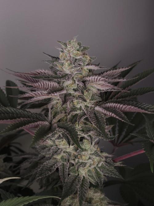 Vanilla Frosting. Week 7