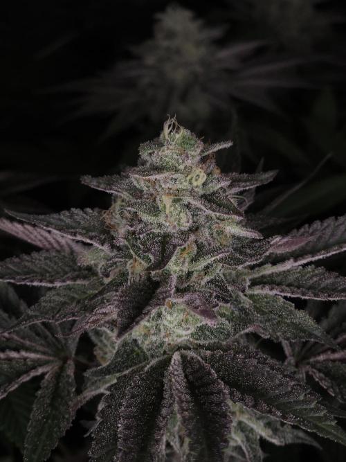 Vanilla Frosting. Week 7