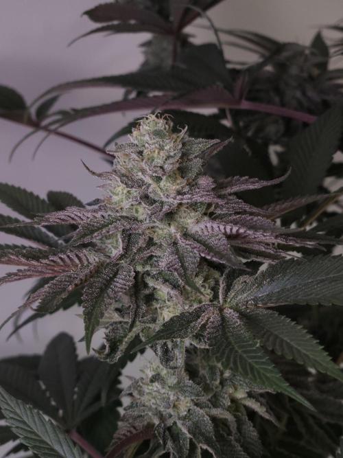 Vanilla Frosting. Week 7
