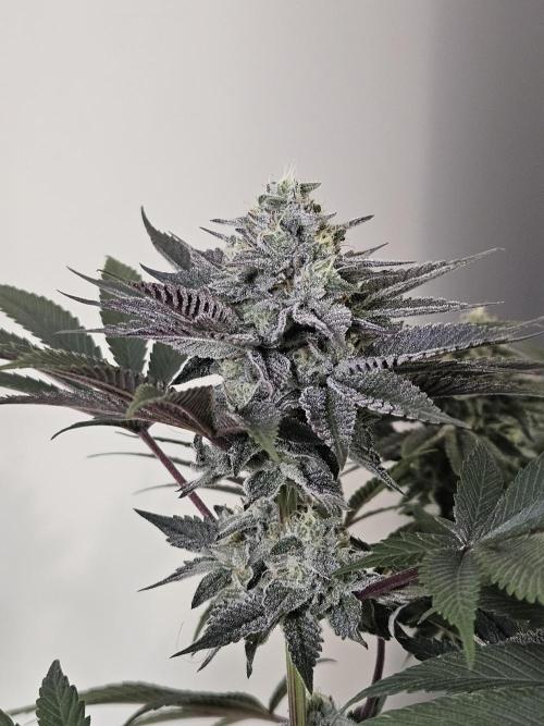 Vanilla Frosting. Week 7