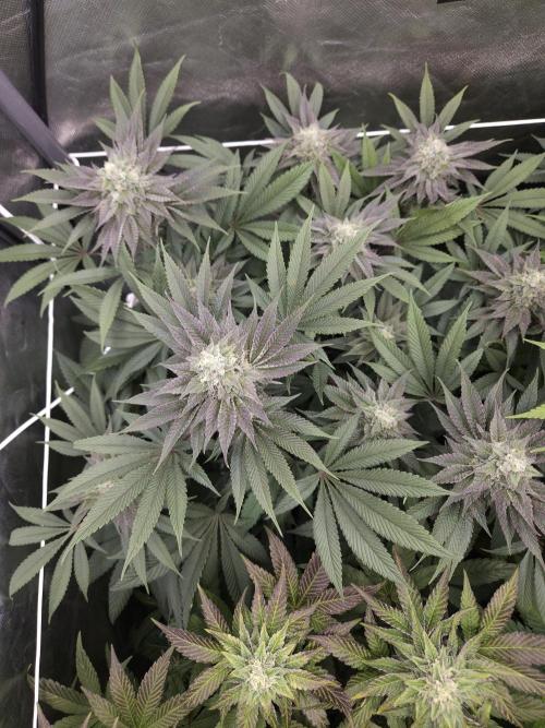 Vanilla Frosting. Week 7