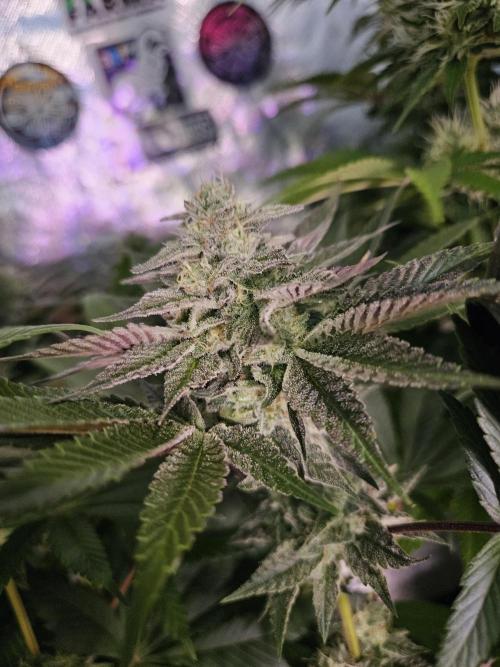Vanilla Frosting. Week 7