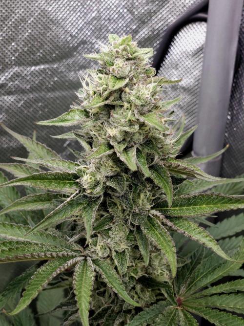 Berry Crusher. Week 10