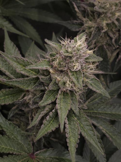Berry Crusher. Week 10