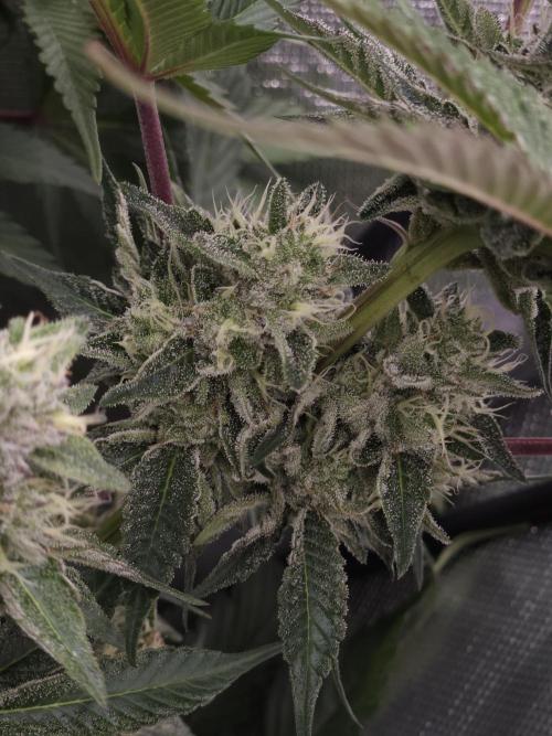 Berry Crusher. Week 10