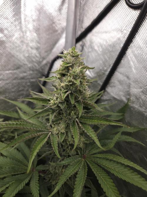Berry Crusher. Week 10