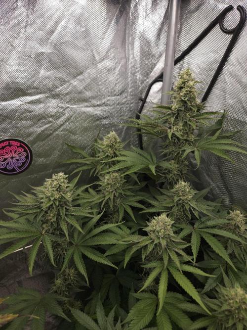 Berry Crusher. Week 10