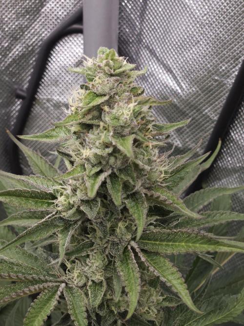 Berry Crusher. Week 10
