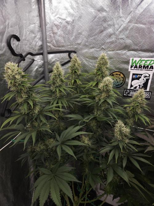 Eternity Grow Cup 2026. Week 11