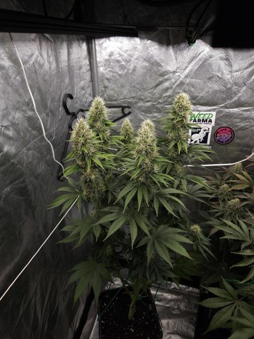 Eternity Grow Cup 2026. Week 11
