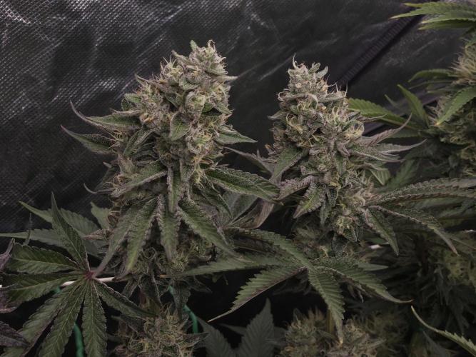 Berry Crusher. Week 11