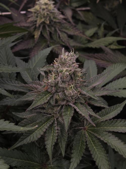 Berry Crusher. Week 11