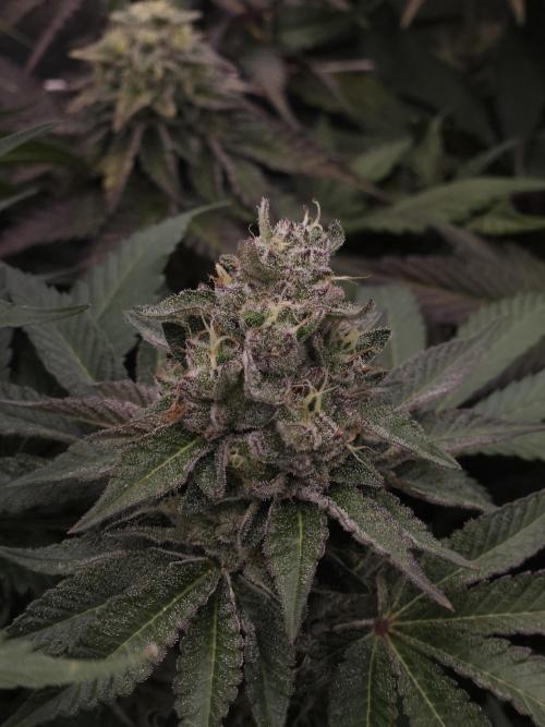 Berry Crusher. Week 11