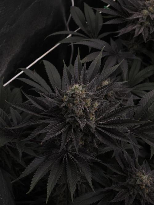 Vanilla Frosting. Week 8