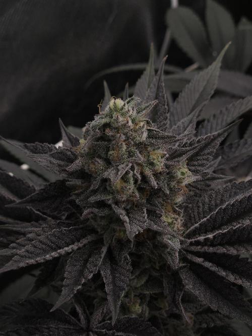 Vanilla Frosting. Week 8
