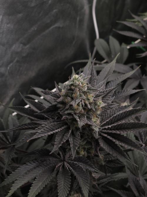 Vanilla Frosting. Week 8