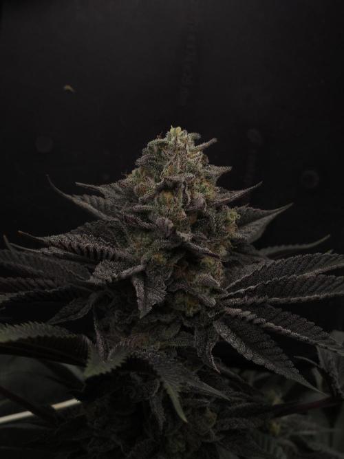 Vanilla Frosting. Week 8
