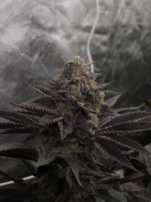 Vanilla Frosting. Week 8
