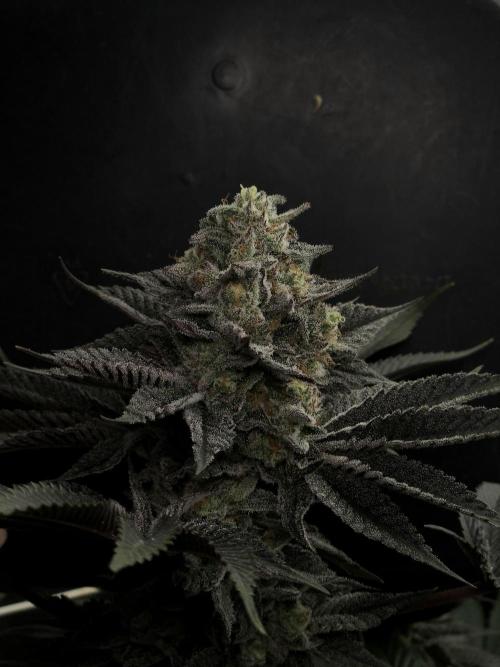 Vanilla Frosting. Week 8