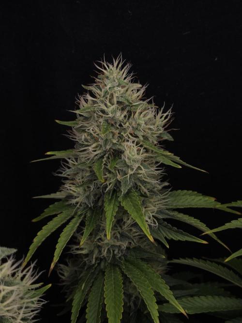 Eternity Grow Cup 2026. Week 11