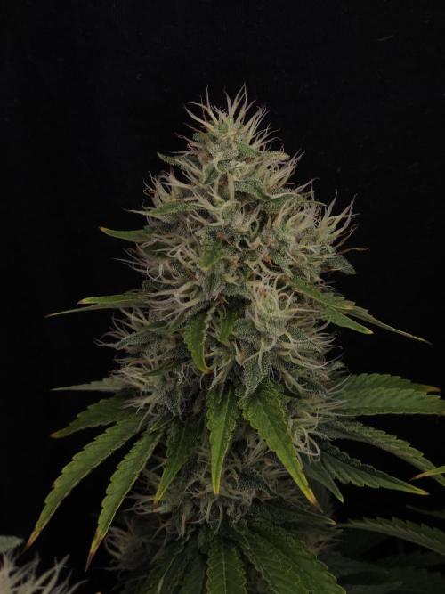 Eternity Grow Cup 2026. Week 11