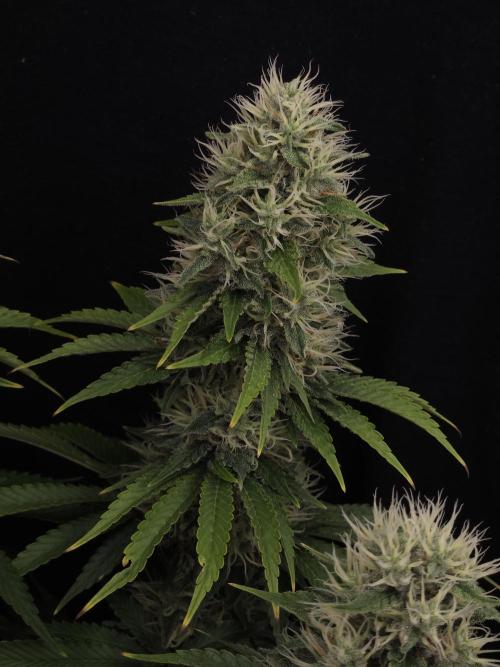 Eternity Grow Cup 2026. Week 11