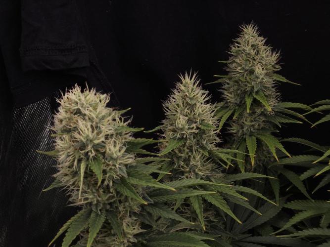Eternity Grow Cup 2026. Week 11