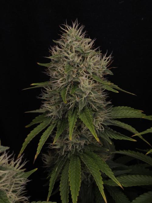 Eternity Grow Cup 2026. Week 11