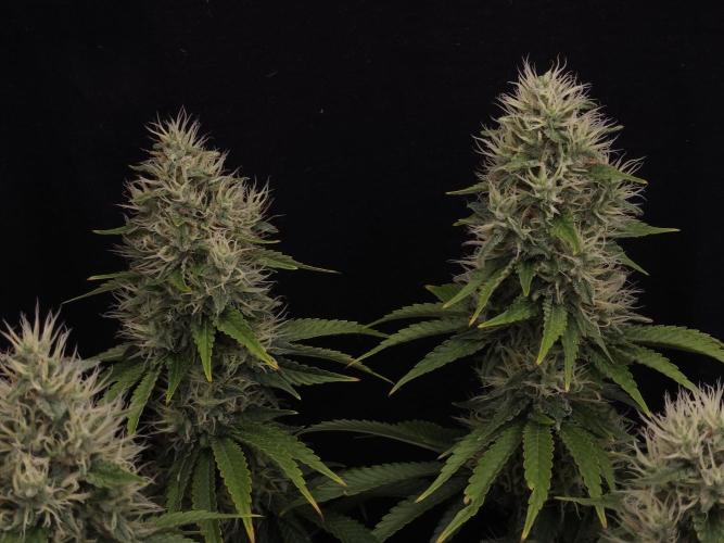Eternity Grow Cup 2026. Week 11