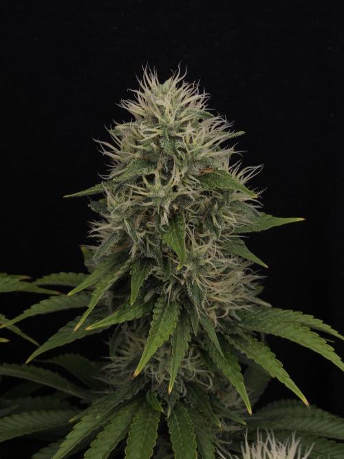 Eternity Grow Cup 2026. Week 11