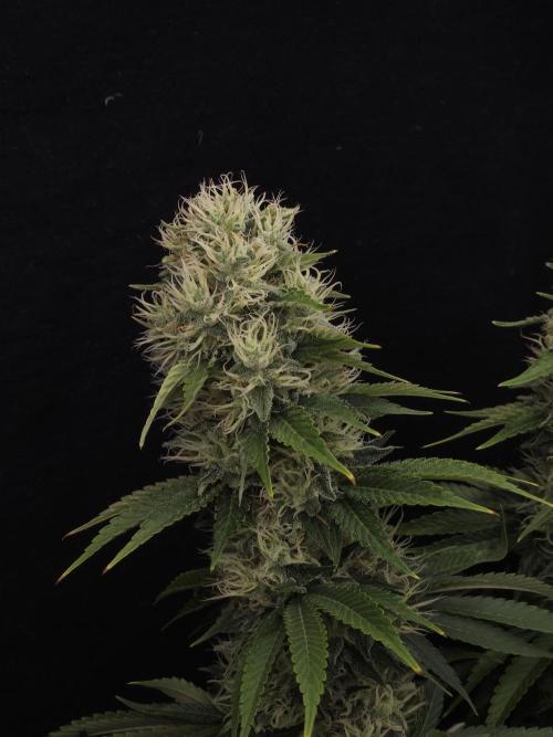Eternity Grow Cup 2026. Week 11